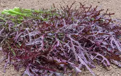 خردل ژاپنی  Ruby Streaks
