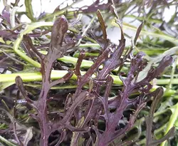 خردل ژاپنی  Ruby Streaks
