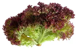 کاهو فرانسه (بوته ای) Lollo Rosso Lettuce