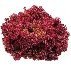 کاهو فرانسه (بوته ای) Lollo Rosso Lettuce