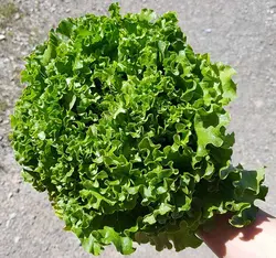 کاهو بیوندا (بوته ای) Lollo Bionda