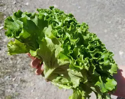 کاهو بیوندا (بوته ای) Lollo Bionda