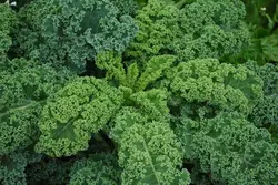 کیل سبز مجعد   Green Curly Kale