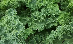 کیل سبز مجعد   Green Curly Kale