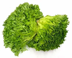 کاهو سوزنی سبز (بوته ای) Green Frisee Lettuce