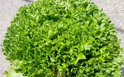 کاهو سوزنی سبز (بوته ای) Green Frisee Lettuce