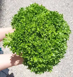 کاهو سوزنی سبز (بوته ای) Green Frisee Lettuce