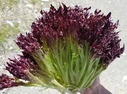 کاهو سوزنی قرمز (بوته ای) Red Frisee lettuce