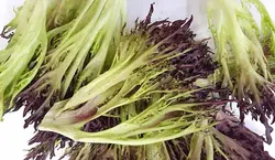 کاهو سوزنی قرمز (برگ شده) Red Frisee Lettuce
