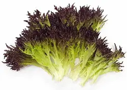 کاهو سوزنی قرمز (برگ شده) Red Frisee Lettuce