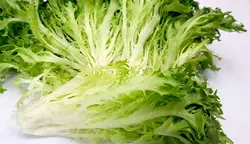 کاهو سوزنی سبز (برگ شده)  Green Frisee Lettuce