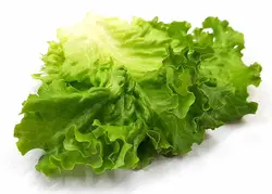 کاهو بیوندا سبز (برگ شده) Bionda Green Lettuce