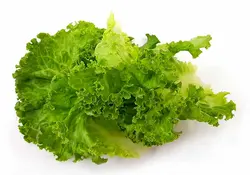 کاهو بیوندا سبز (برگ شده) Bionda Green Lettuce