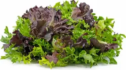 میکس کاهو قرمز و سبز (برگ شده) Lettuce Mix