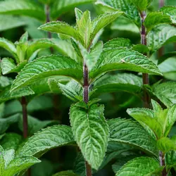 نعناع فلفلی   Peppermint
