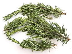 رزماری  Rosemary