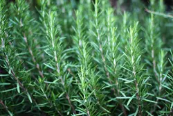 رزماری  Rosemary