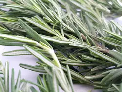 رزماری  Rosemary