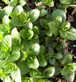 نعناع سیب   Apple Mint