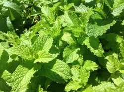 نعناع موهیتو   Mojito Mint