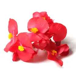 گل بگونیا Begonia