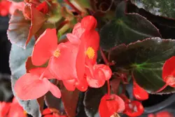 گل بگونیا Begonia