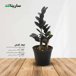 زاموفیلیا بلک متوسط