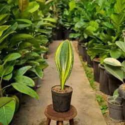 سانسوریا راکتی ابلق (ماسونیا)