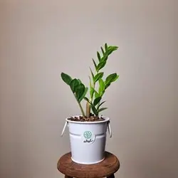 زاموفیلیا سبز 2 شاخه + گلدان سفید