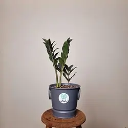 زاموفیلیا بلک 2 شاخه + گلدان طوسی