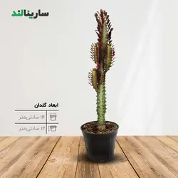 افوربیا تریگونا برگ قرمز