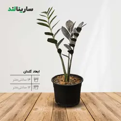 زاموفیلیا بلک کوچک (۲ شاخه)