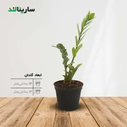 زاموفیلیا سبز کوچک (۲ شاخه)