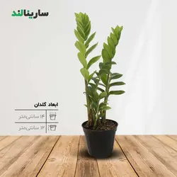 زاموفیلیا سبز متوسط (4 شاخه)