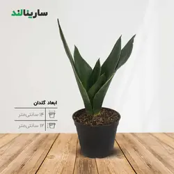 سانسوريا بلک