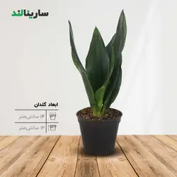 سانسوريا دياموند