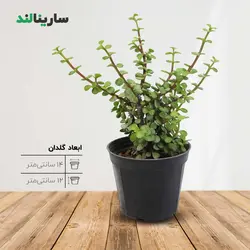 کراسولا خرفه‌ای