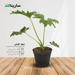 گل برگ انجيری فر