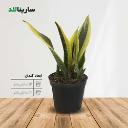 سانسوريا گلد فليم