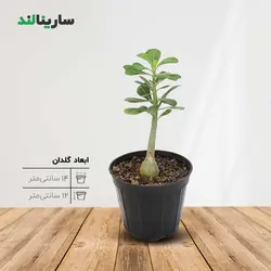 گیاه بونسای آدنيوم (رز کویر)