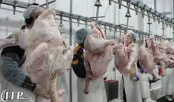 67941029 _ طرح توجیهی طرح توسعه کشتارگاه صنعتی طیور و سردخانه سال 94