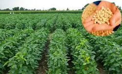 11111 - طرح توجیهی سویا 100 هکتار آبان 92