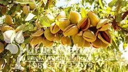 10156_طرح توجیهی  احداث باغ بادام 100 باغ  پسته 50 ، زرشک 30 و زعفران 20 اصفهان بهمن 93