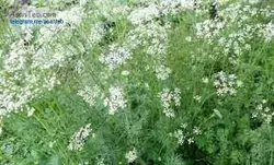 1094055 _ طرح توجیهی احداث مزرعه گل محمدی ،آنغوزه و زیره بمساحت 50 هکتار