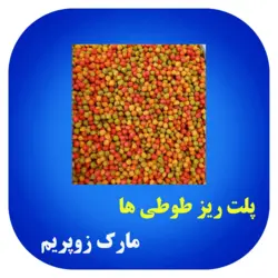 پلت زوپریم طوطی - پلت ریز آمریکایی