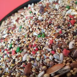 غذای طوطی ها