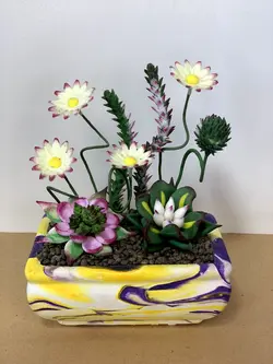 بنسا کاکتوس - گروه گل نفیس