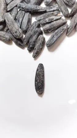 تخمه شمشیری