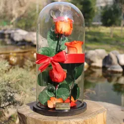 رز جاودان دیو و دلبر نارنجی دو شاخه