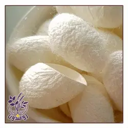 پیله ابریشم روغندون 30عددی